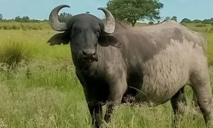 Búfalo, una carne alternativa de alto valor nutricional