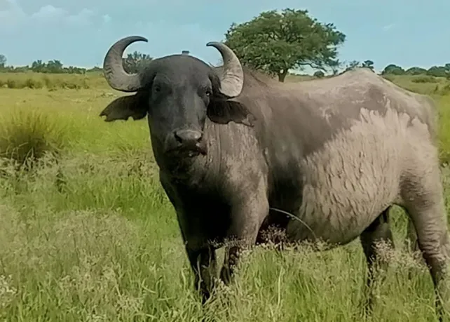 Búfalo, una carne alternativa de alto valor nutricional