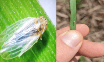 Registran chicharrita del maíz en cinco sitios entrerrianos