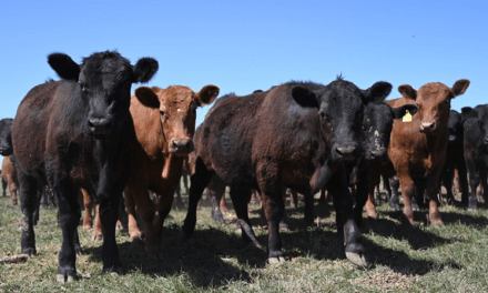 Nuevas cepas para la vacunación antibrucélica en Argentina
