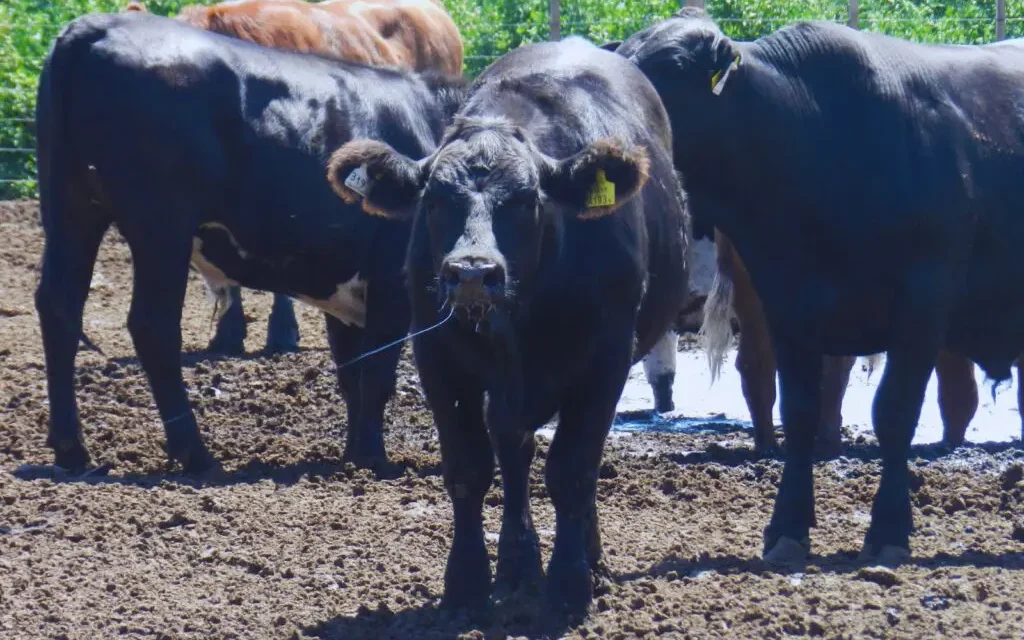 Ola de calor: cómo asegurar el bienestar animal en bovinos