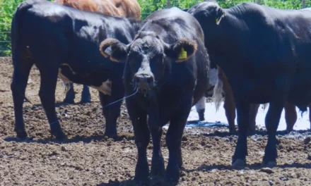 Ola de calor: cómo asegurar el bienestar animal en bovinos