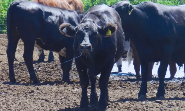 Ola de calor: cómo asegurar el bienestar animal en bovinos