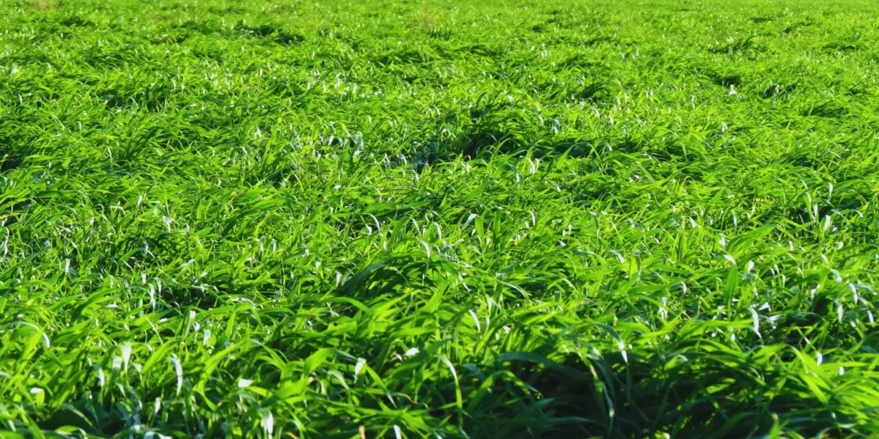 Pía INTA, la nueva variedad de avena todo terreno