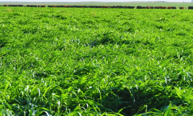 Pía INTA, la nueva variedad de avena todo terreno