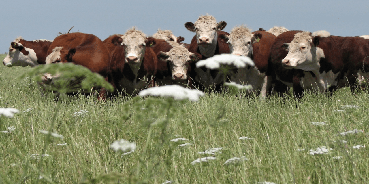 Entre Ríos: refinanciación de créditos al sector agropecuario
