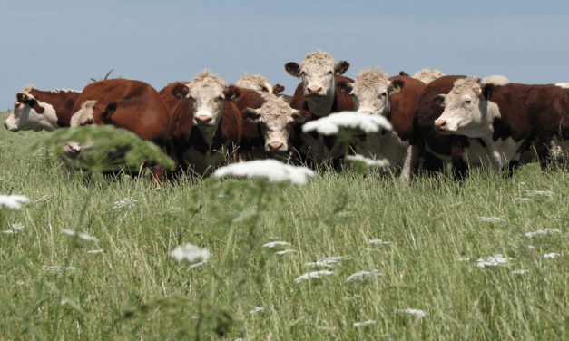 Entre Ríos: refinanciación de créditos al sector agropecuario