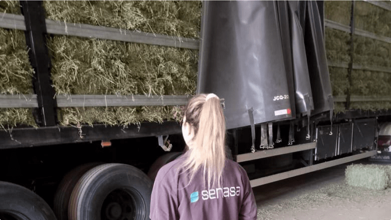 Desde Chaco se exportaron 527 toneladas de alfalfa a Brasil