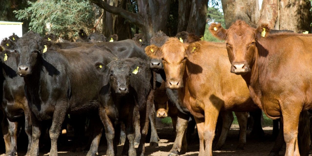 Baño de inmersión para garrapatas: ¿lo estás haciendo mal?