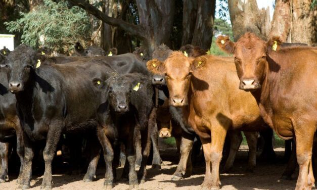 Baño de inmersión para garrapatas: ¿lo estás haciendo mal?