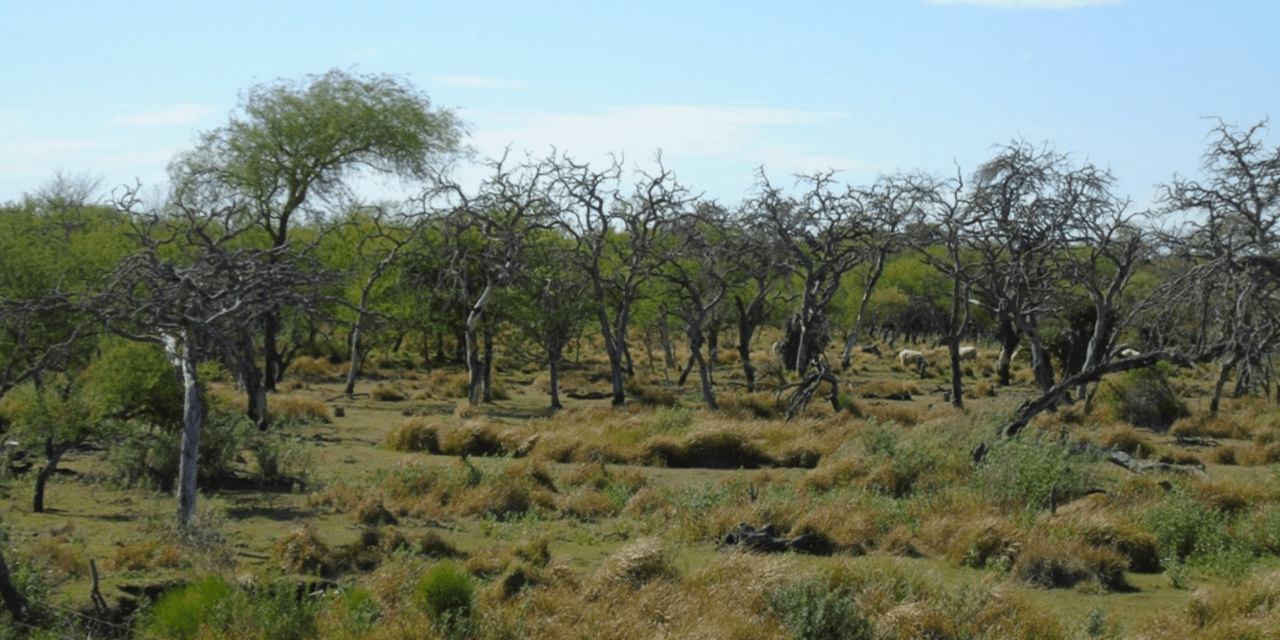 La protección de bosques nativos en Entre Ríos