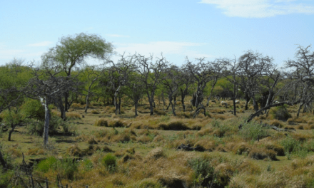 La protección de bosques nativos en Entre Ríos