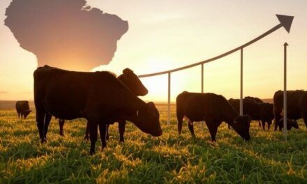 Mercado internacional: un horizonte prometedor para Sudamérica