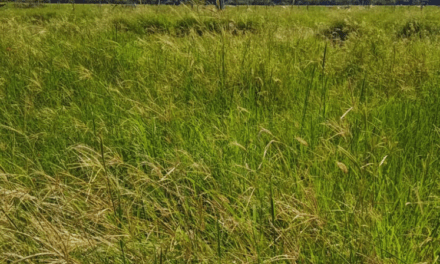 Evalúan pasturas megatérmicas para mejorar la productividad ganadera