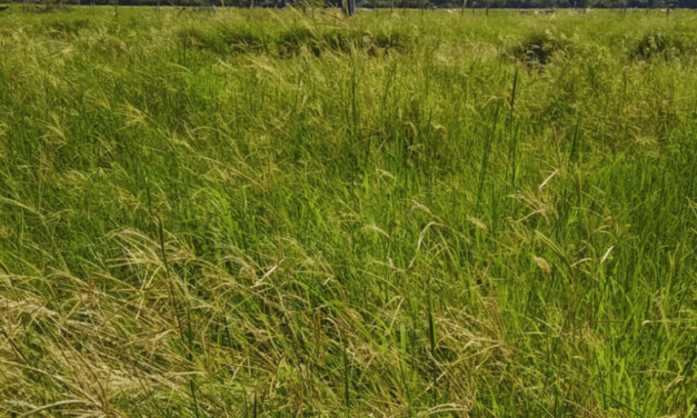 Evalúan pasturas megatérmicas para mejorar la productividad ganadera