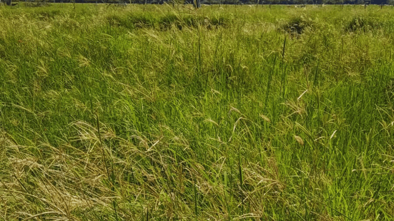 Evalúan pasturas megatérmicas para mejorar la productividad ganadera