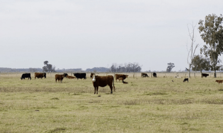 Adaptan calendario de vacunación contra aftosa en Bahía Blanca