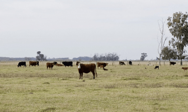 Adaptan calendario de vacunación contra aftosa en Bahía Blanca