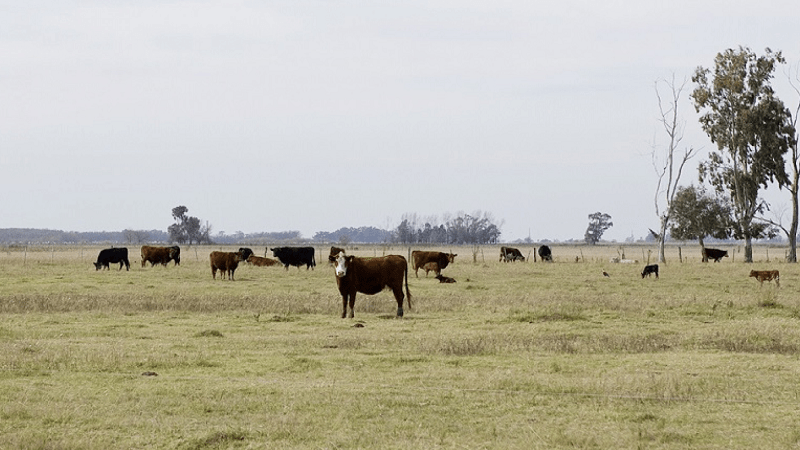 Adaptan calendario de vacunación contra aftosa en Bahía Blanca
