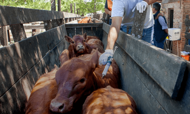 Inicia la primera vacunación contra la fiebre aftosa del 2025