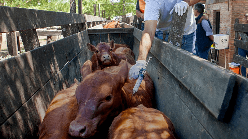 Inicia la primera vacunación contra la fiebre aftosa del 2025