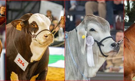 Las Nacionales 2025 llegan a Corrientes con lo mejor de la genética bovina y equina