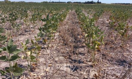 Extienden Emergencia y Desastre Agropecuario en Santa Fe