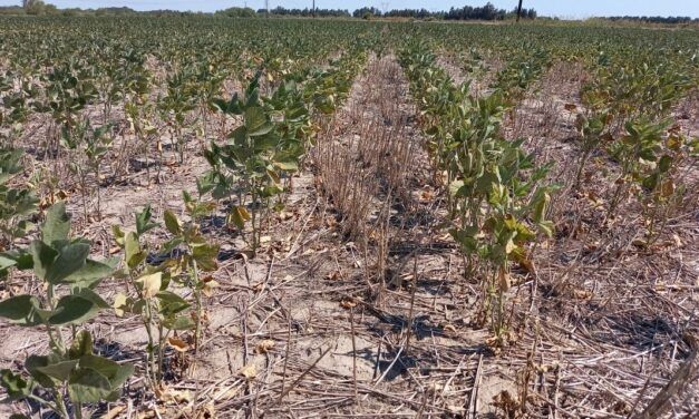Extienden Emergencia y Desastre Agropecuario en Santa Fe