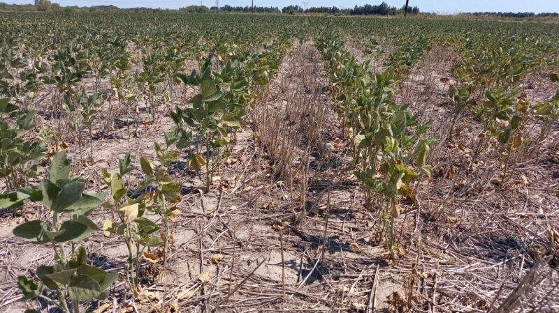 Extienden Emergencia y Desastre Agropecuario en Santa Fe
