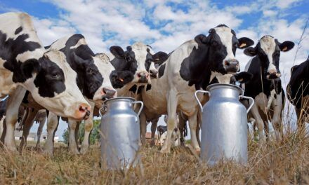 ¿Cuánto rinde el salario frente a los alimentos básicos?