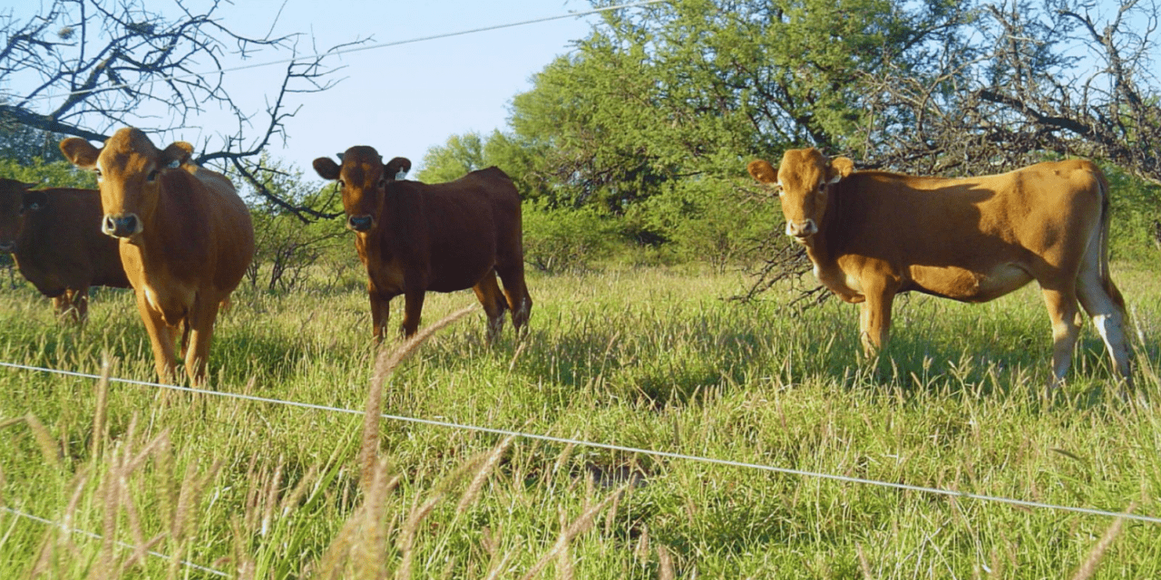 Buffel grass: una pastura para optimizar la producción ganadera
