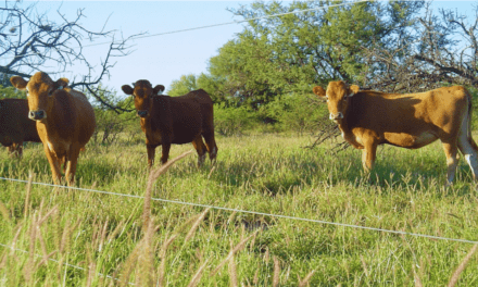 Buffel grass: una pastura para optimizar la producción ganadera