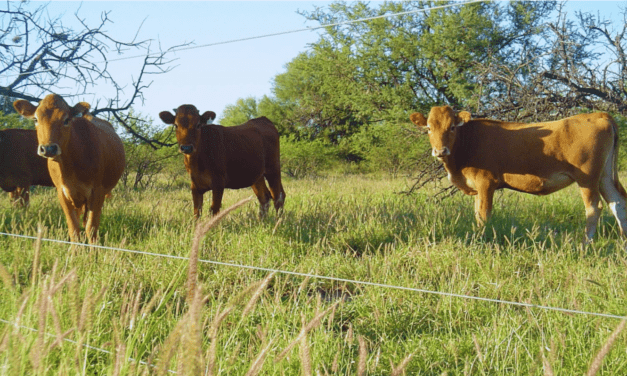 Buffel grass: una pastura para optimizar la producción ganadera