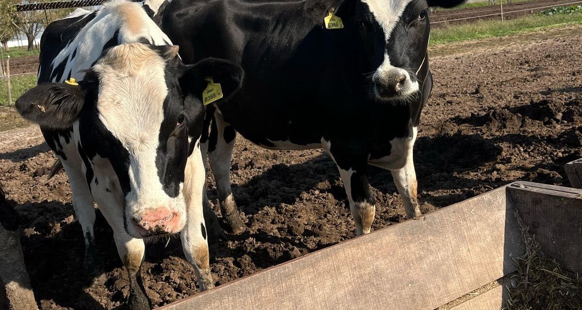 Recomendaciones para la producción lechera otoñal
