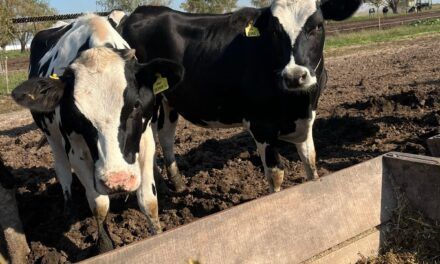 Recomendaciones para la producción lechera otoñal