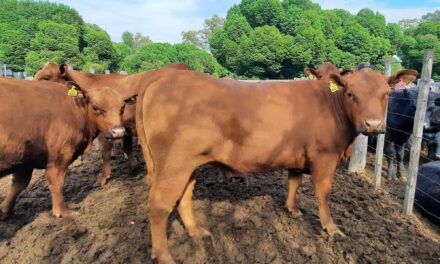EL AGRO ES MOTOR DE DESARROLLO