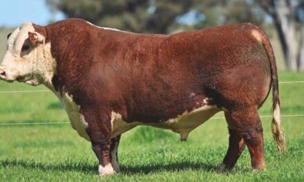 La actualidad y los desafíos de la raza Hereford