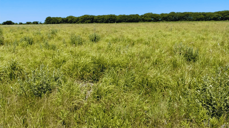 Las reservas de forraje para el invierno