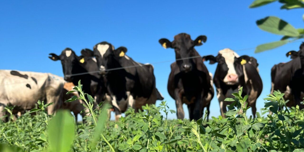 Perspectivas alentadoras para la producción de leche