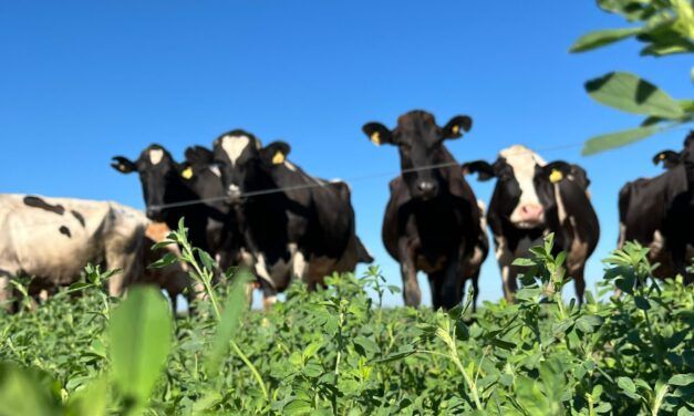 Perspectivas alentadoras para la producción de leche