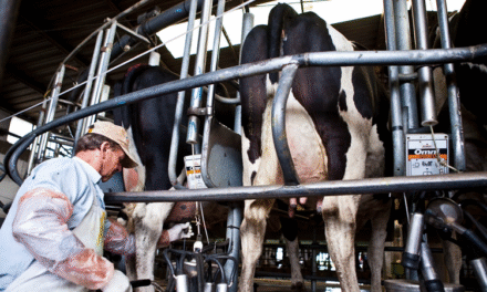 La producción de leche creció 10,9% en el primer trimestre de 2025