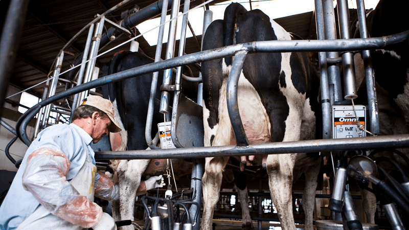 La producción de leche creció 10,9% en el primer trimestre de 2025