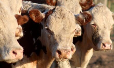 La polémica sobre la aftosa que enfrenta al campo