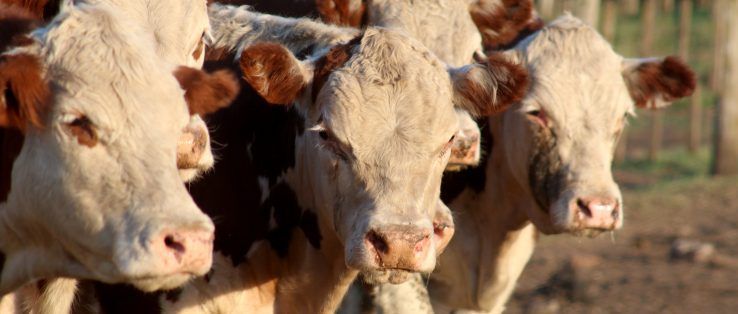 La polémica sobre la aftosa que enfrenta al campo