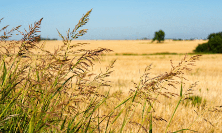 Entre Ríos distribuye las boletas del Inmobiliario Rural