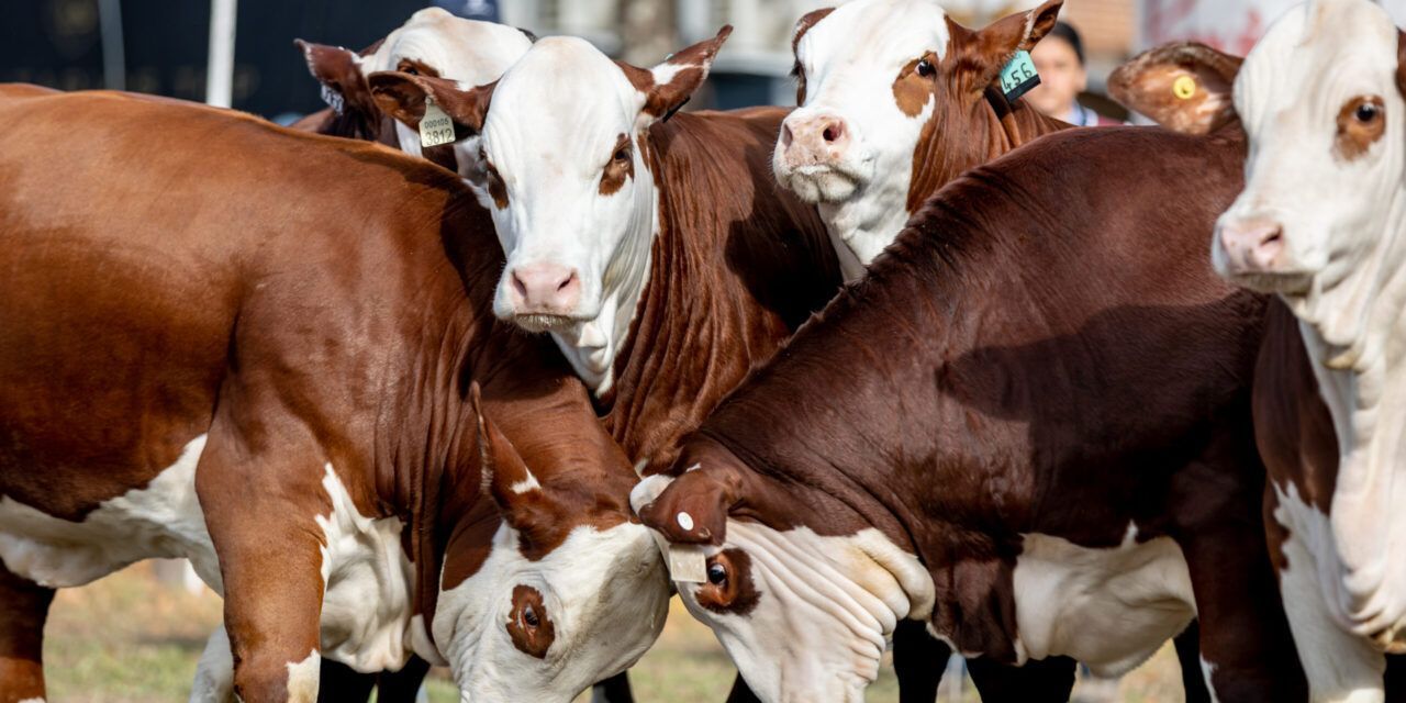 Braford: eficiencia genética y carne de calidad rumbo a Las Nacionales 2025