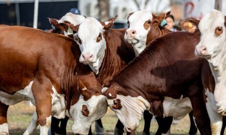 Braford: eficiencia genética y carne de calidad rumbo a Las Nacionales 2025