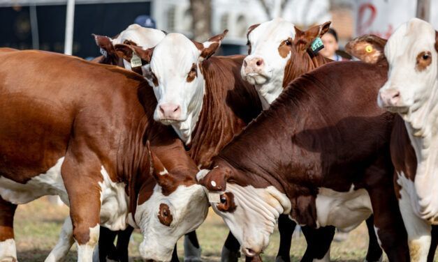 Braford: eficiencia genética y carne de calidad rumbo a Las Nacionales 2025