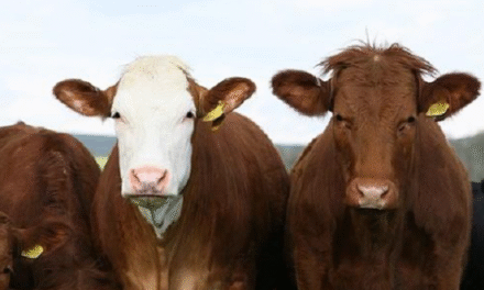 Exportación de carnes y cueros bovinos: cuánto, cómo y adonde