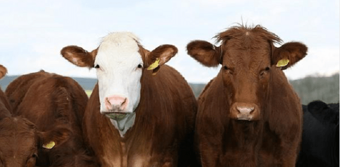 Exportación de carnes y cueros bovinos: cuánto, cómo y adonde